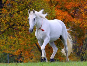 beautiful-white-horse-wallpaper-hd-01.jpg